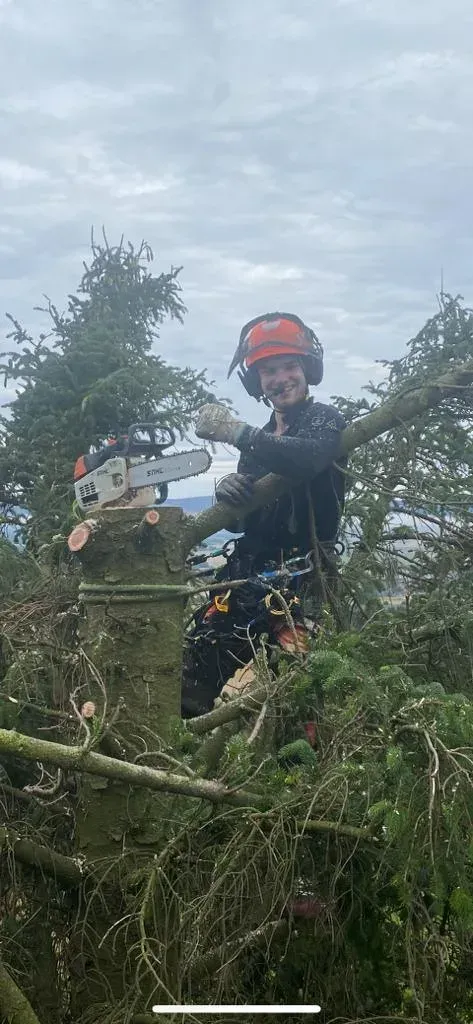 Dundee Tree Surgeons cutting conifer branches with a chainsaw