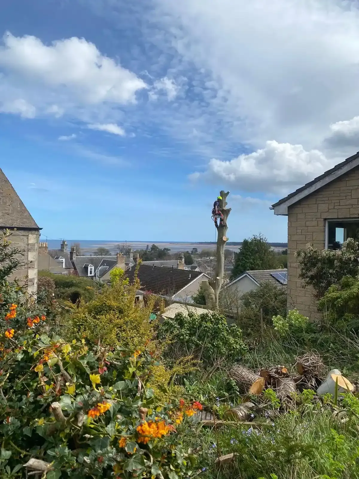 Dundee Tree Surgeons tree work